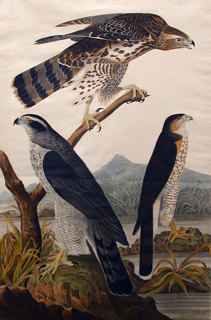Goshawk, Stanley Hawk nr. 29, 1830. av John James Audubon
