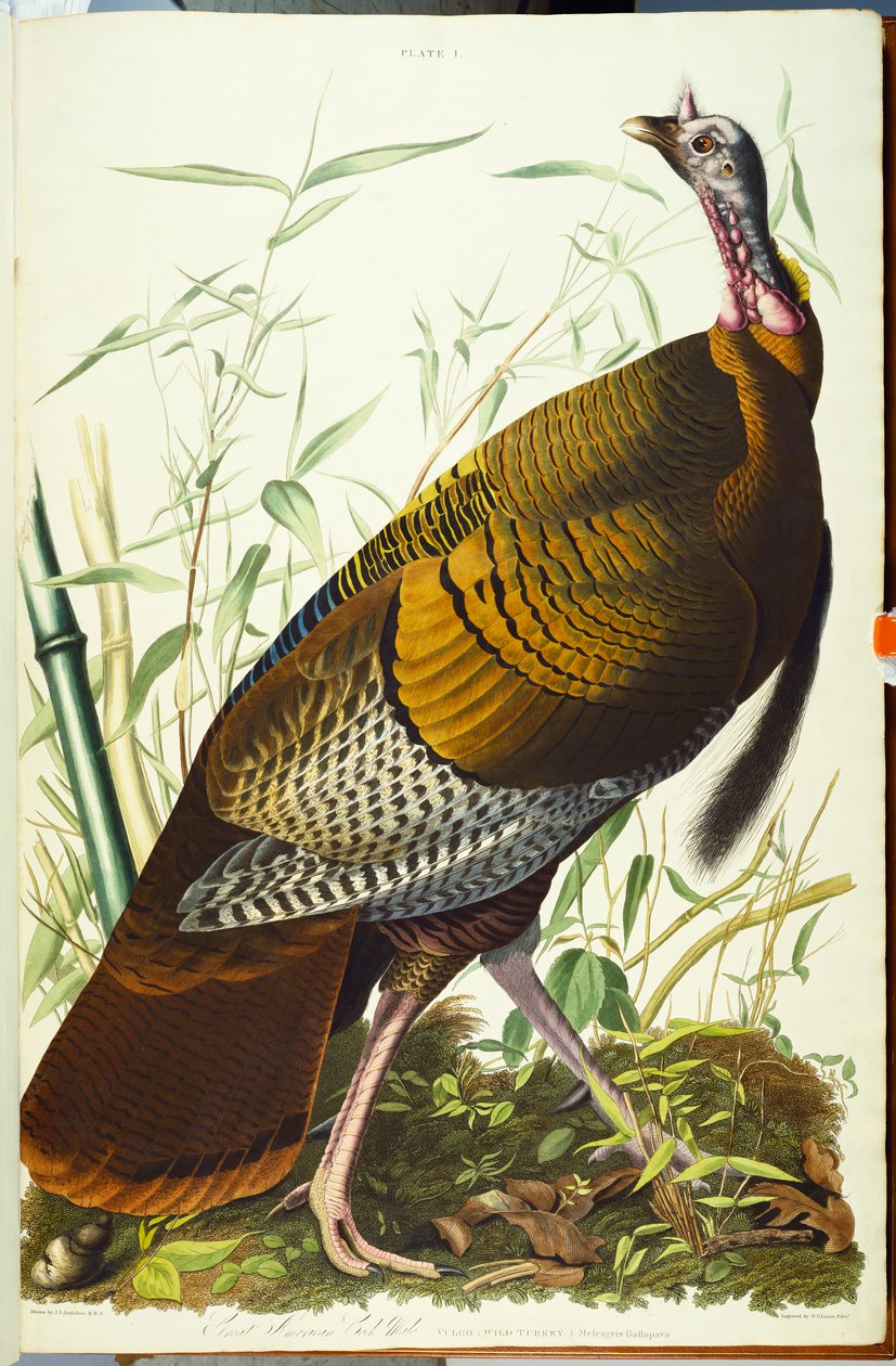 Flott amerikansk Beck-hann. Vill kalkun av John James Audubon