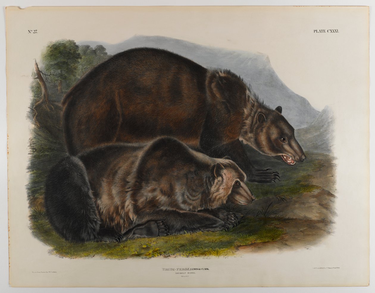 Grizzlybjørn av John James Audubon
