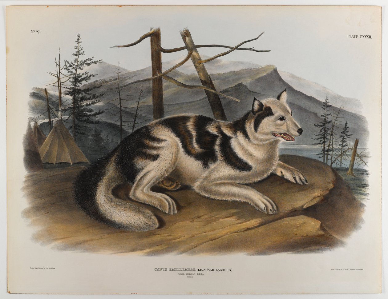 Hare indisk hund av John James Audubon