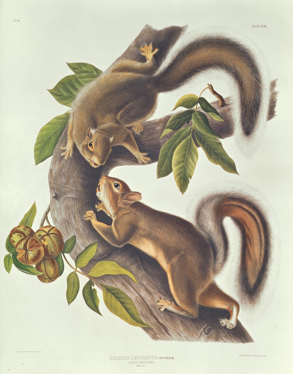 Hareekorn (Sciurus Leoporinus) av John James Audubon