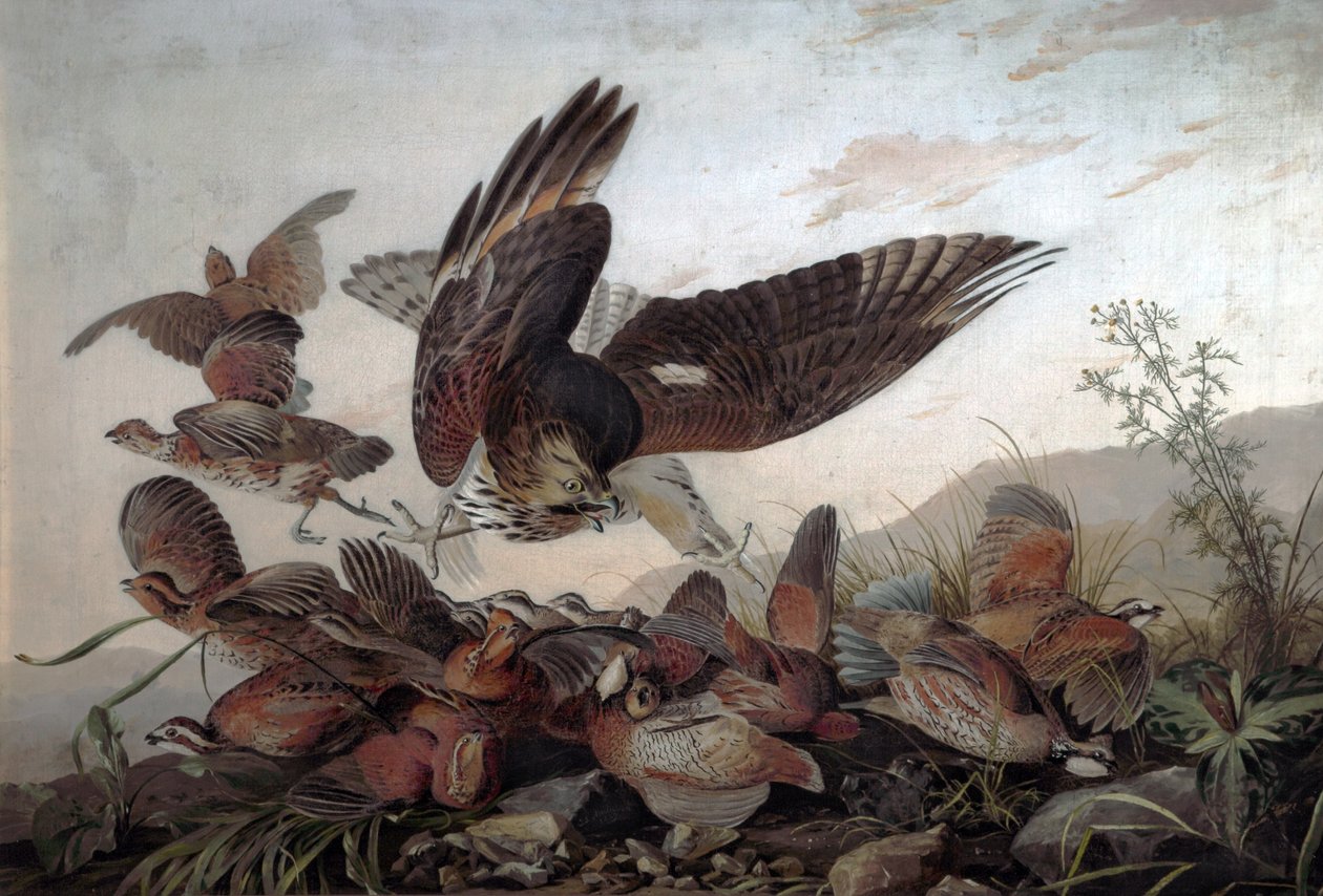 Hawks angrep rapphøns, 1826 av John James Audubon