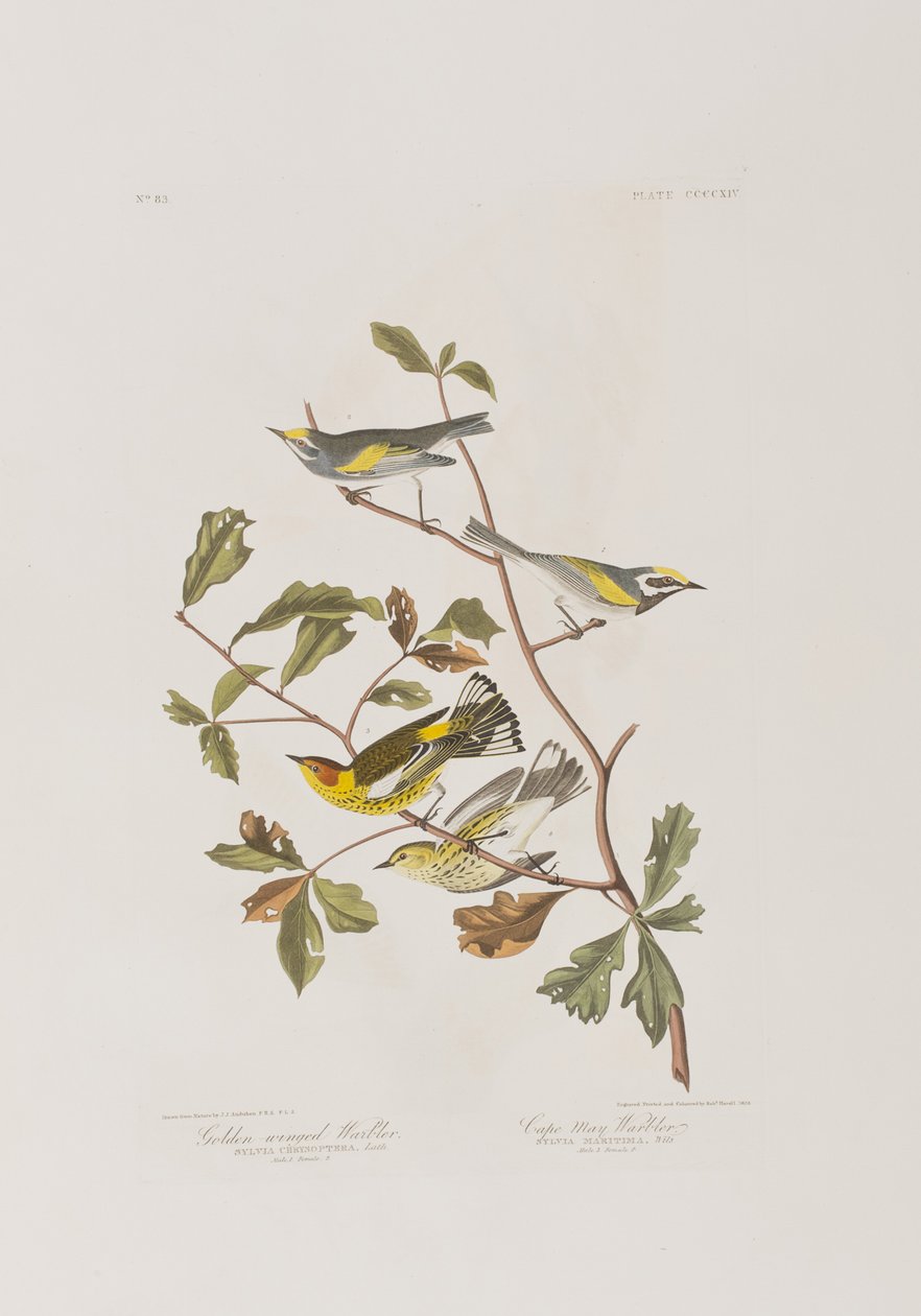 Illustrasjon fra 'Birds of America' av John James Audubon