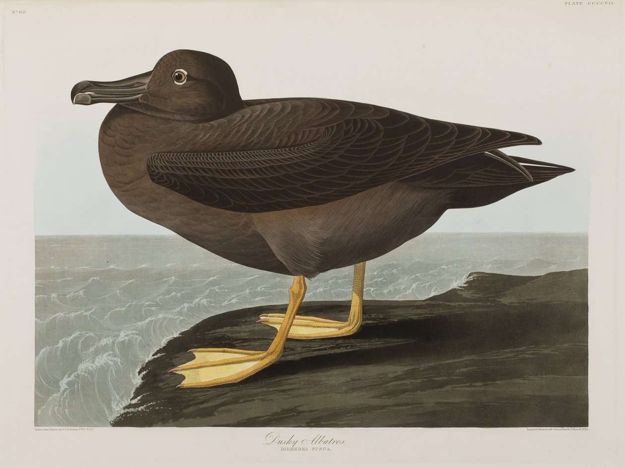Illustrasjon fra 'Birds of America' av John James Audubon