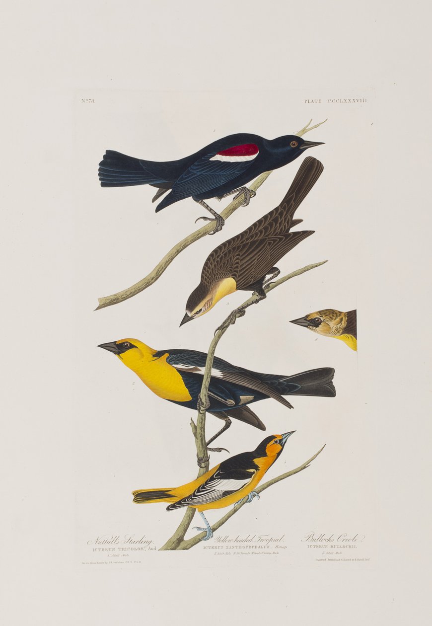 Illustrasjon fra 'Birds of America' av John James Audubon