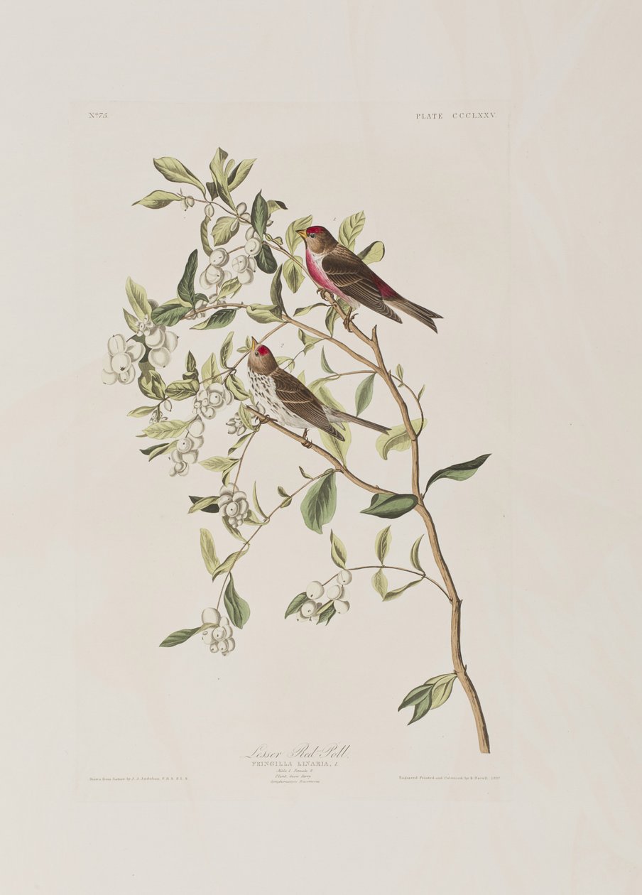 Illustrasjon fra 'Birds of America' av John James Audubon