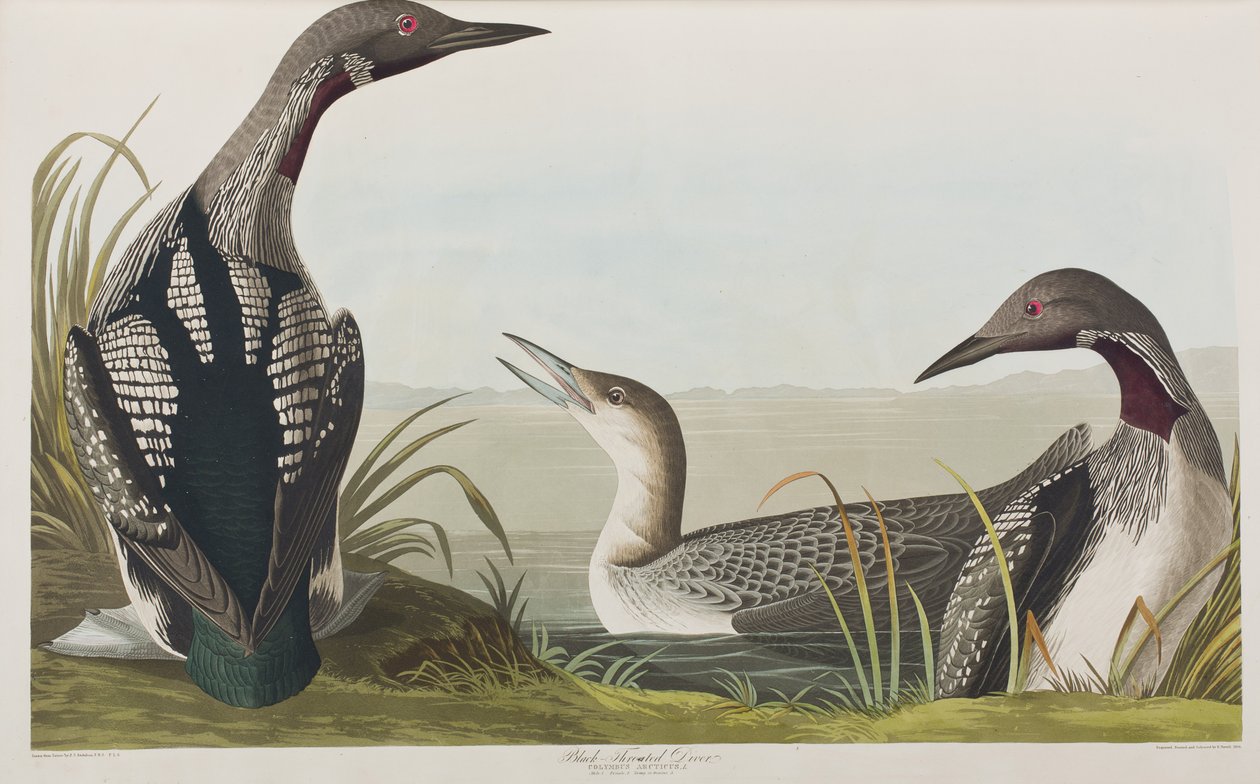 Illustrasjon fra 'Birds of America' av John James Audubon