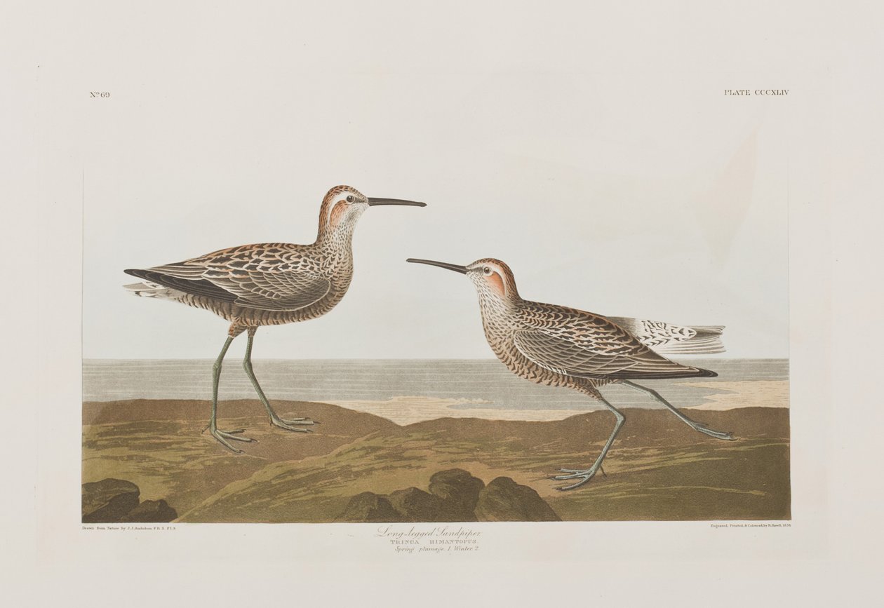 Illustrasjon fra 'Birds of America' av John James Audubon