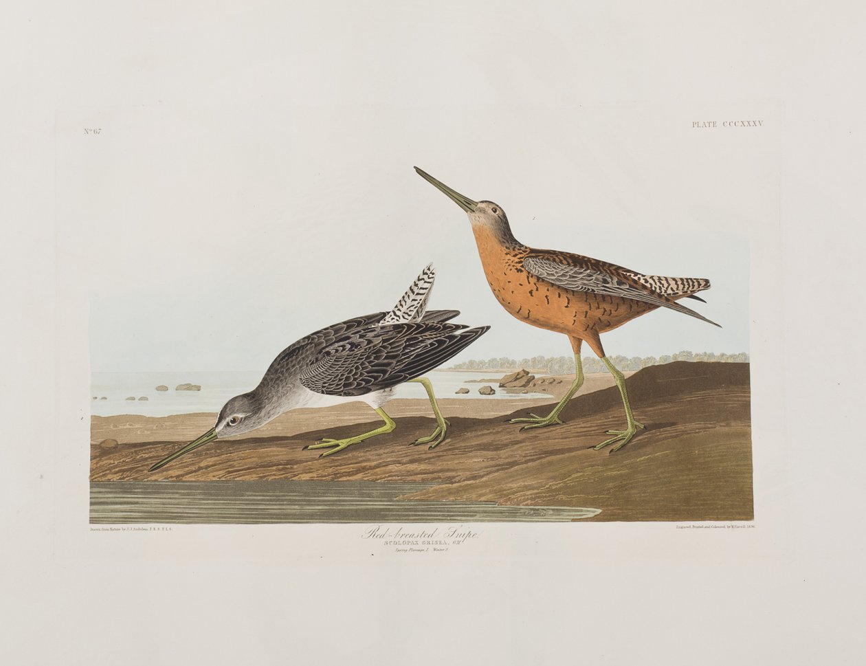 Illustrasjon fra 'Birds of America' av John James Audubon