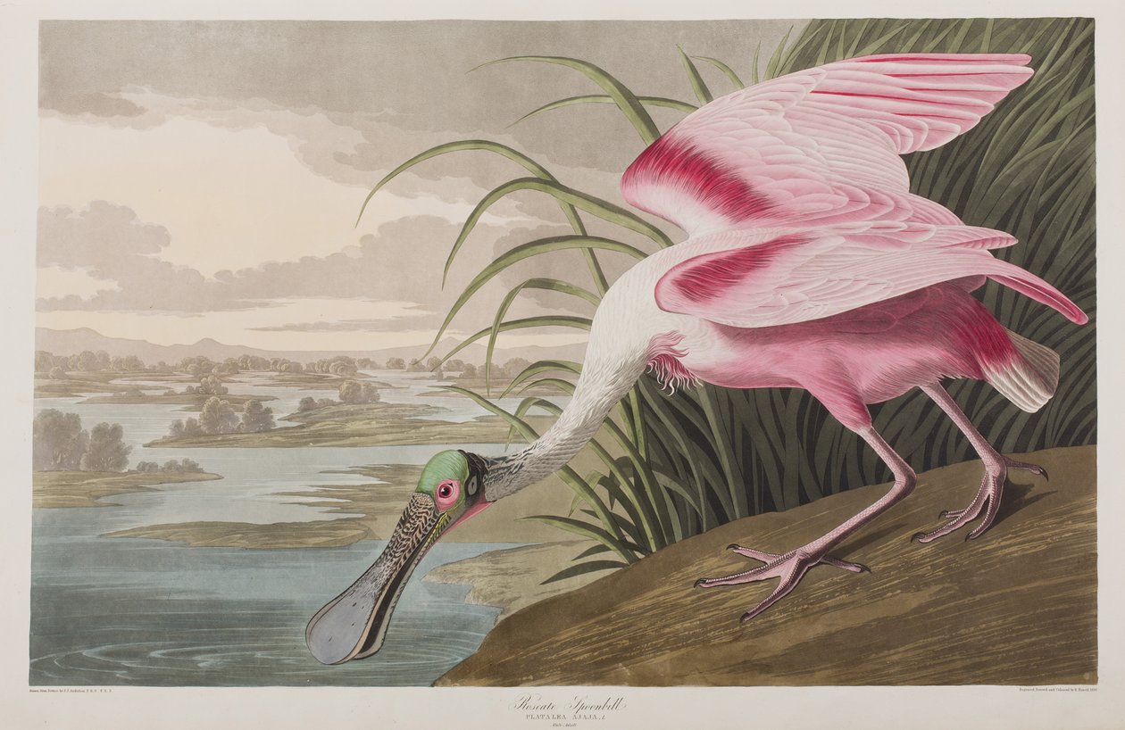Illustrasjon fra 'Birds of America' av John James Audubon
