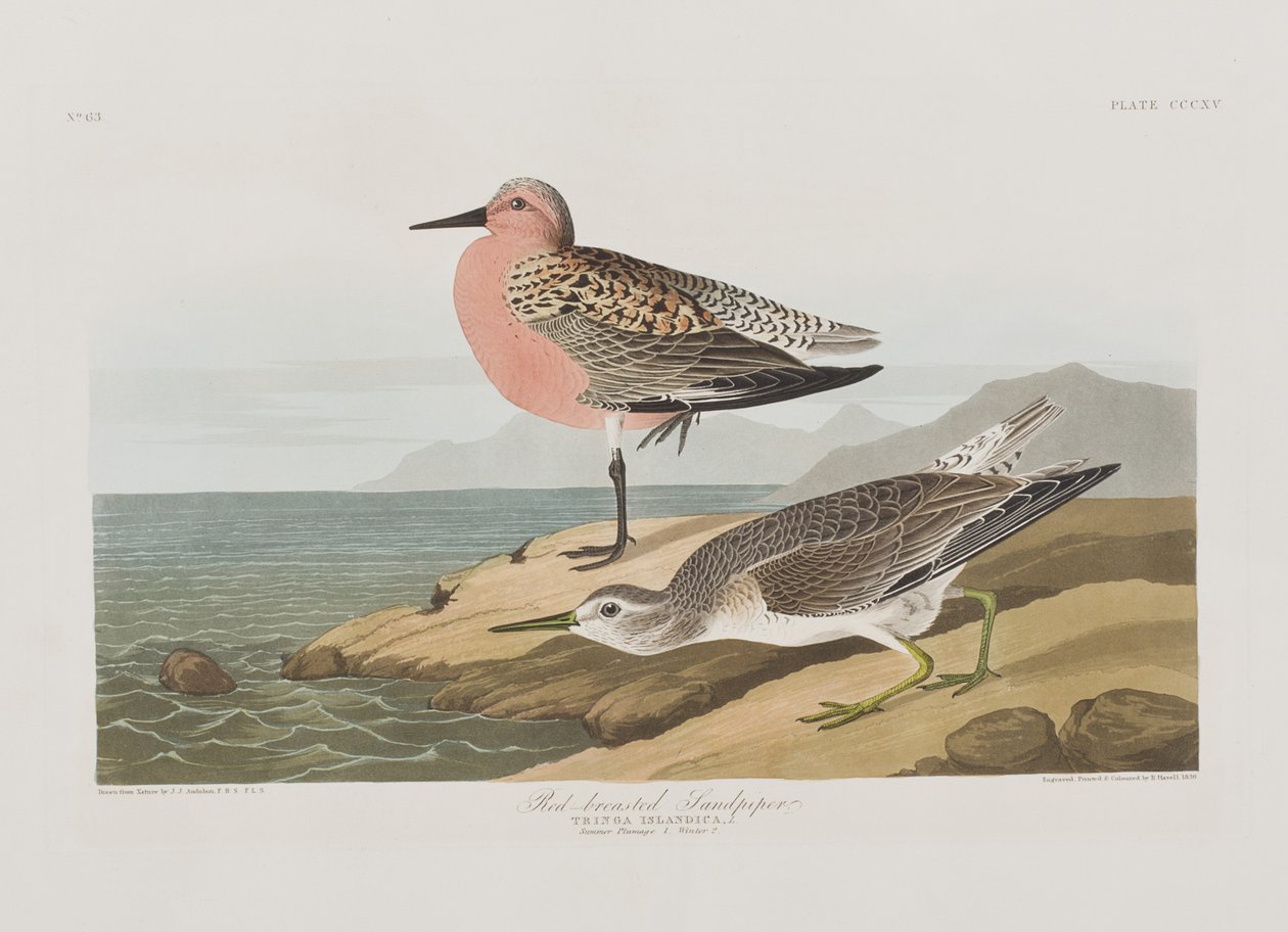 Illustrasjon fra 'Birds of America' av John James Audubon