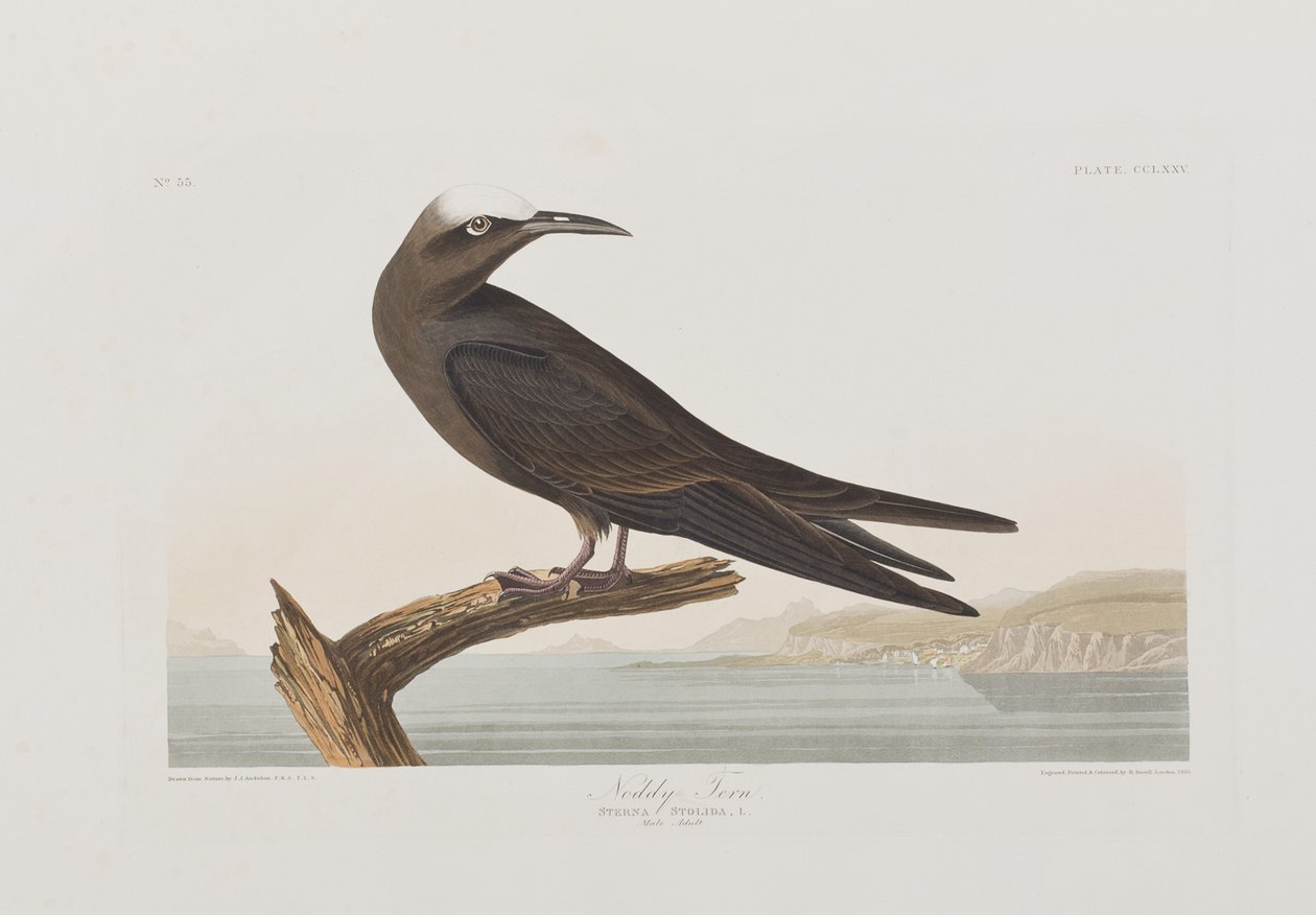 Illustrasjon fra 'Birds of America' av John James Audubon