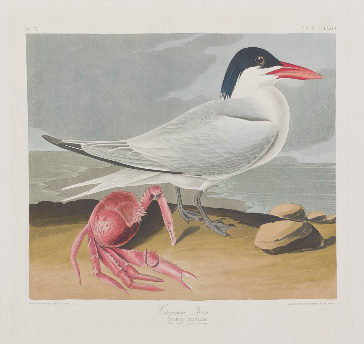 Illustrasjon fra 'Birds of America' av John James Audubon
