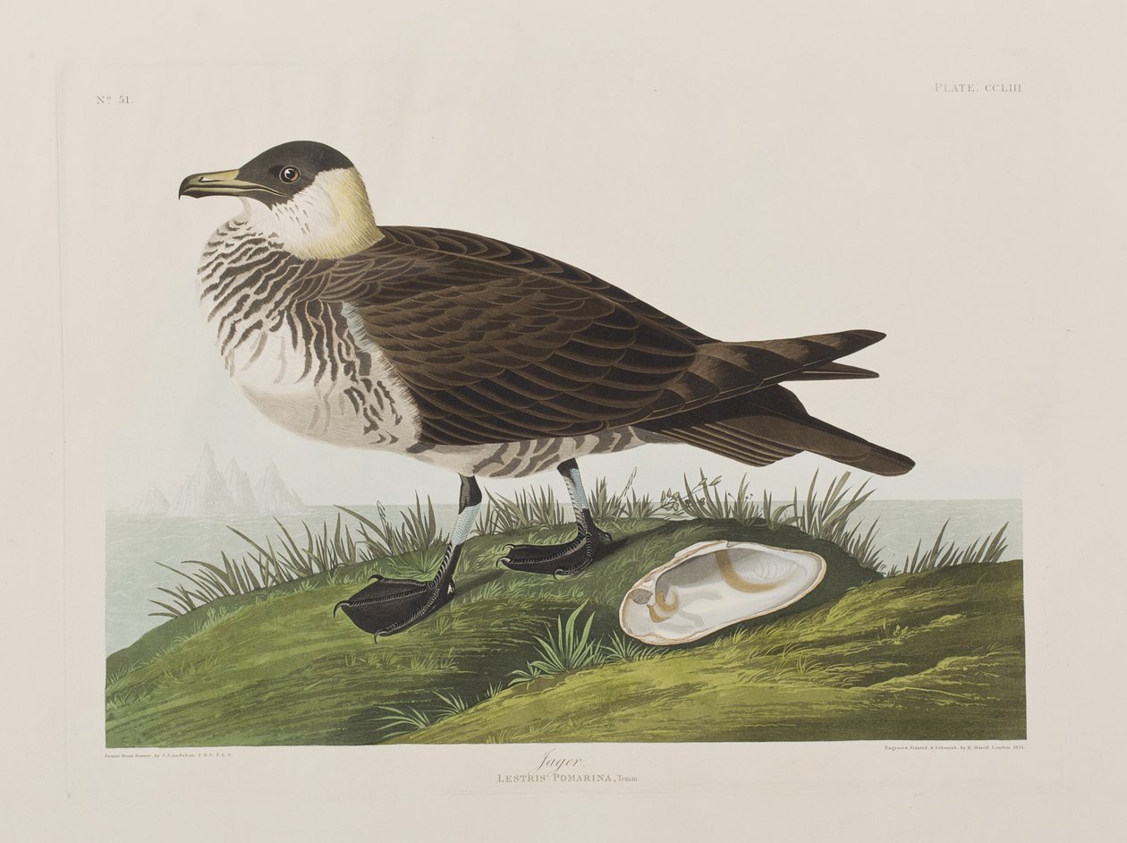 Illustrasjon fra 'Birds of America' av John James Audubon
