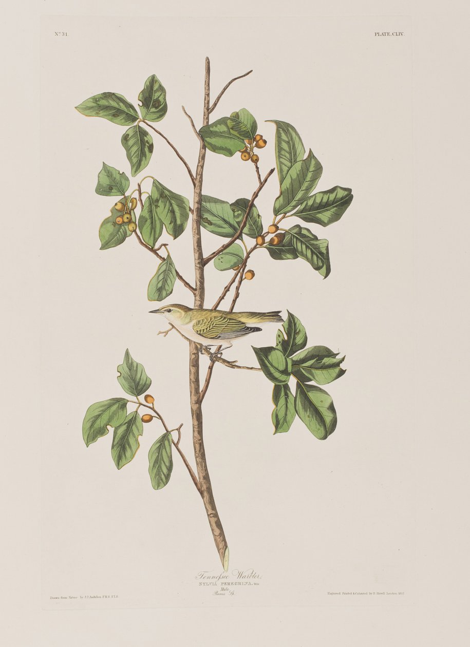 Illustrasjon fra 'Birds of America' av John James Audubon