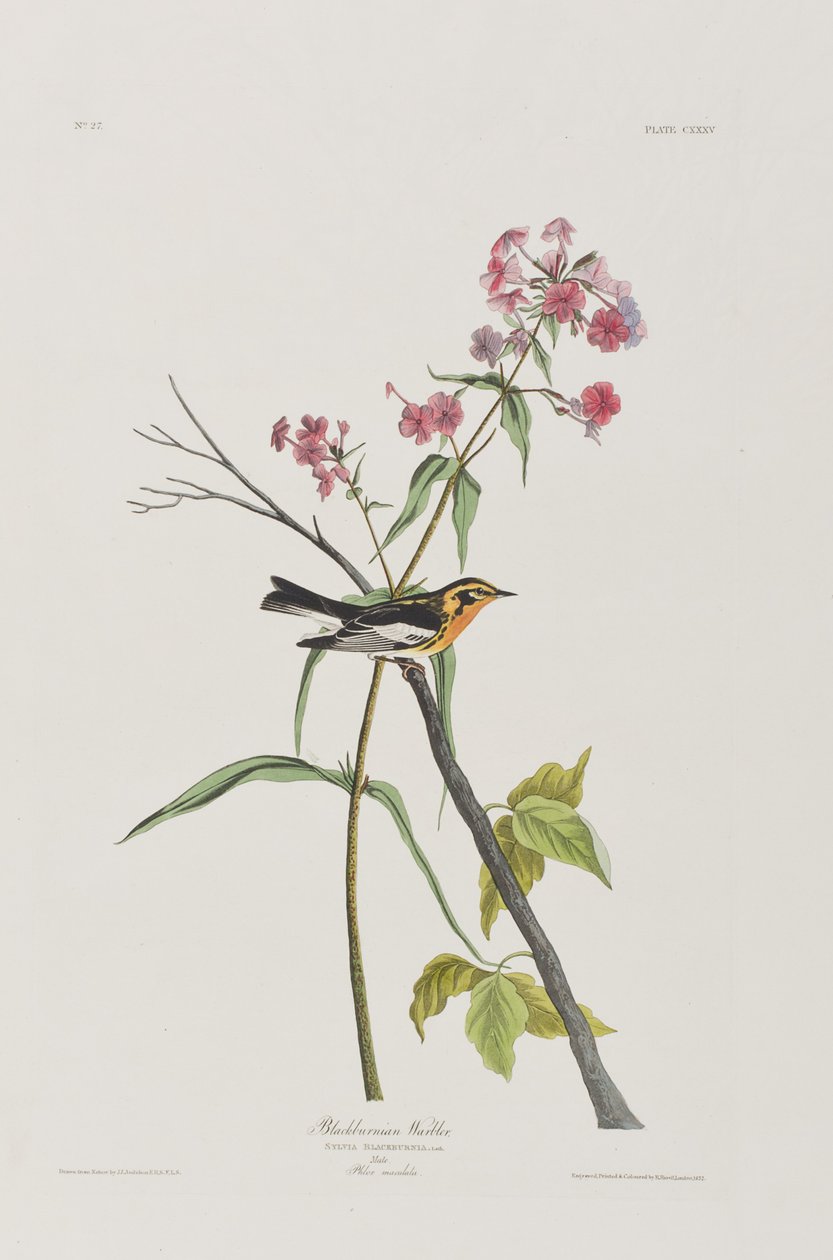 Illustrasjon fra 'Birds of America' av John James Audubon