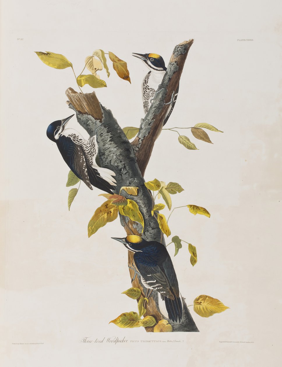 Illustrasjon fra 'Birds of America' av John James Audubon