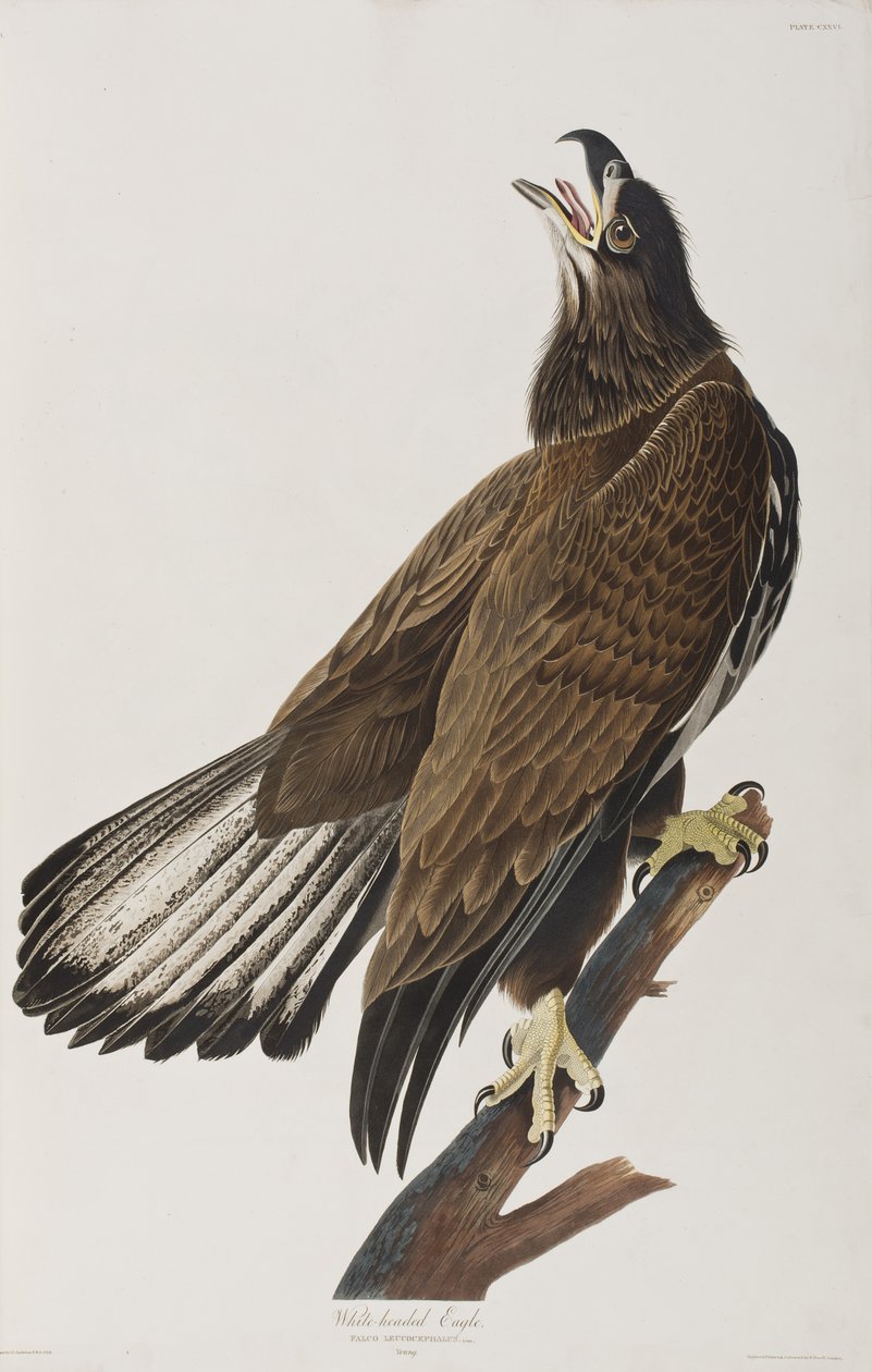 Illustrasjon fra 'Birds of America' av John James Audubon