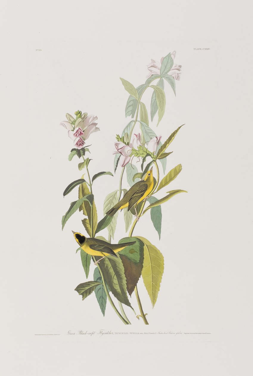 Illustrasjon fra 'Birds of America' av John James Audubon