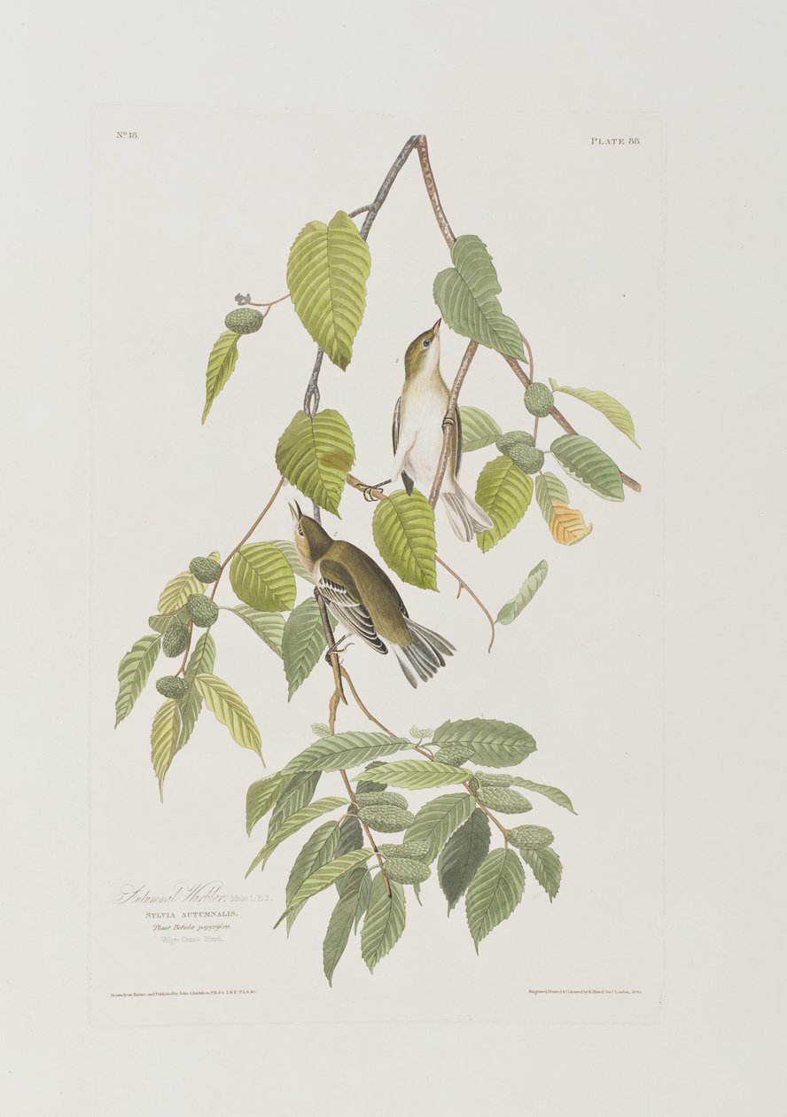 Illustrasjon fra 'Birds of America' av John James Audubon