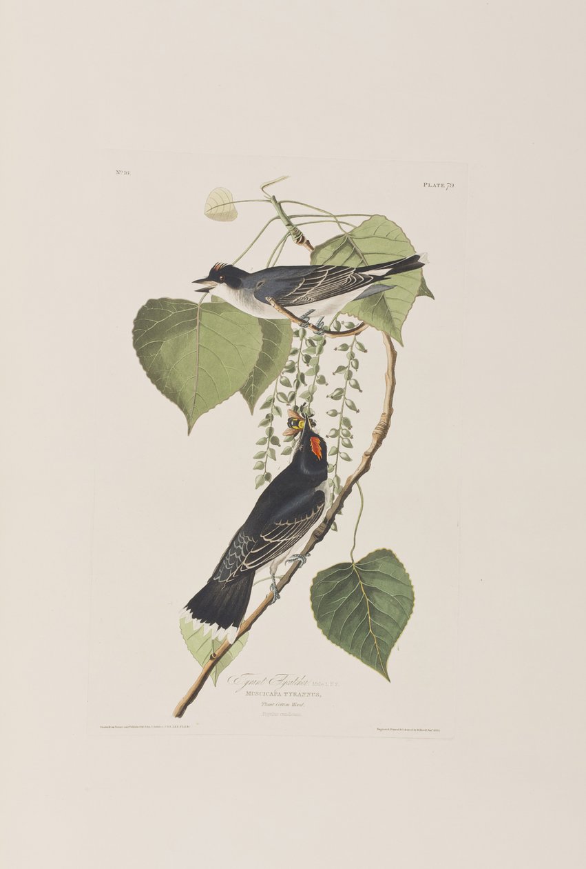 Illustrasjon fra 'Birds of America' av John James Audubon