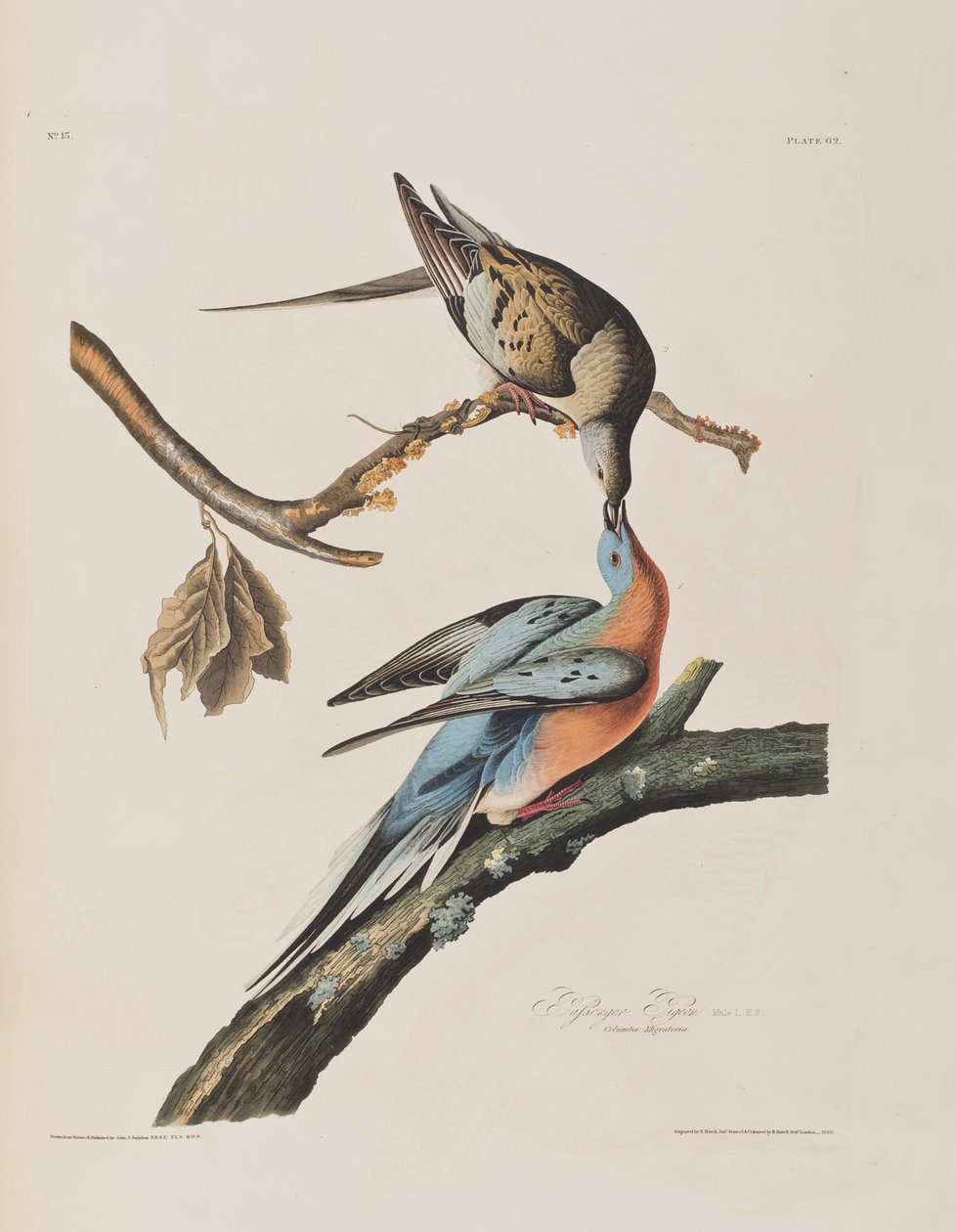 Illustrasjon fra 'Birds of America' av John James Audubon