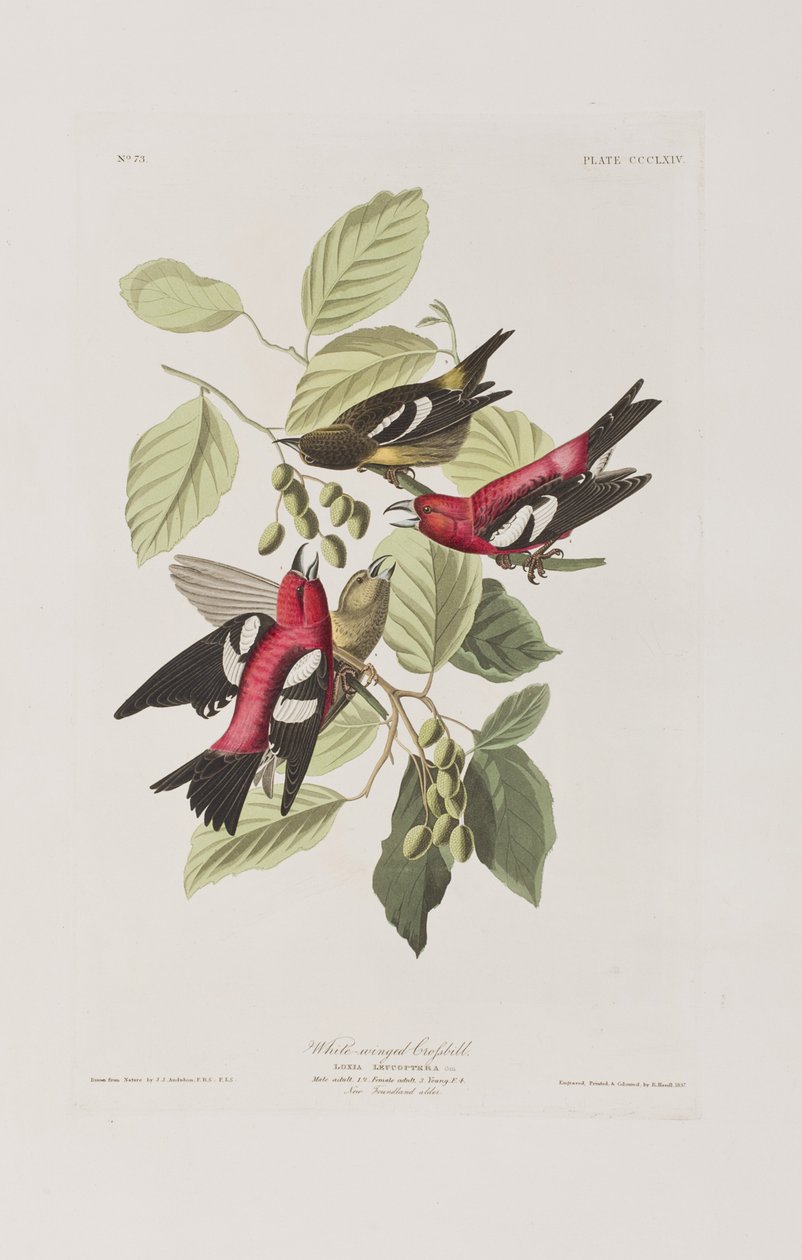 Illustrasjon fra 'Birds of America' av John James Audubon