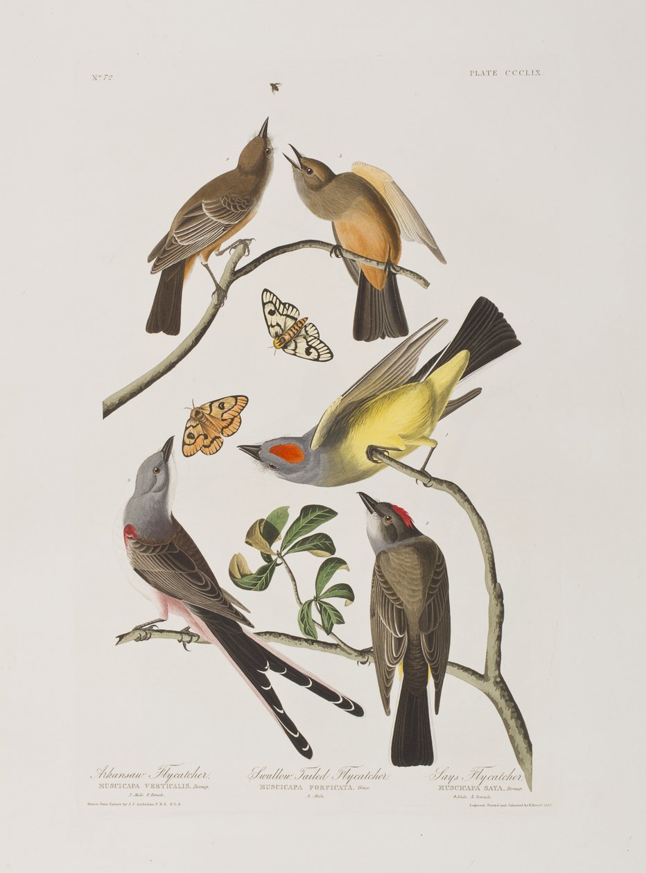 Illustrasjon fra 'Birds of America' av John James Audubon