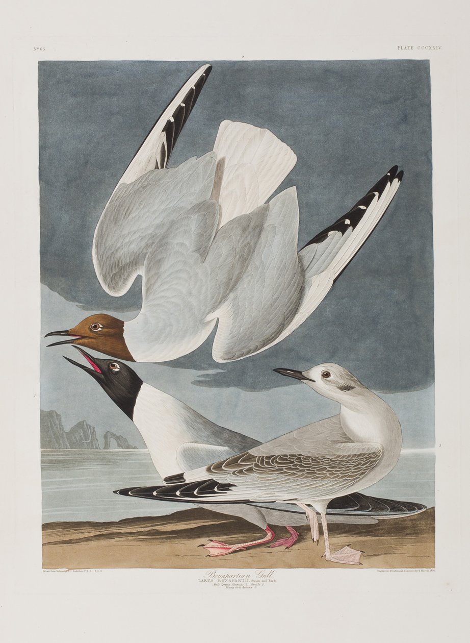 Illustrasjon fra 'Birds of America' av John James Audubon
