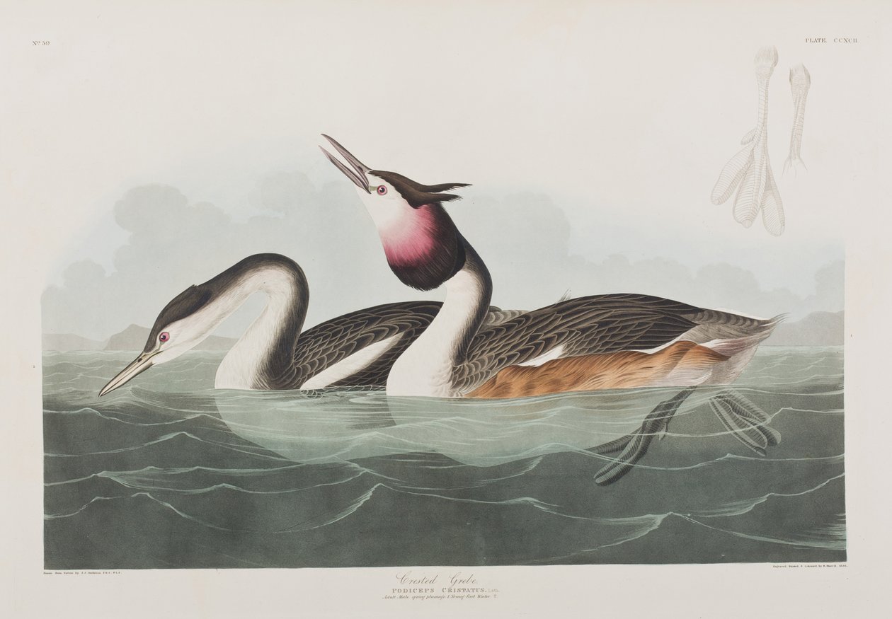 Illustrasjon fra 'Birds of America' av John James Audubon