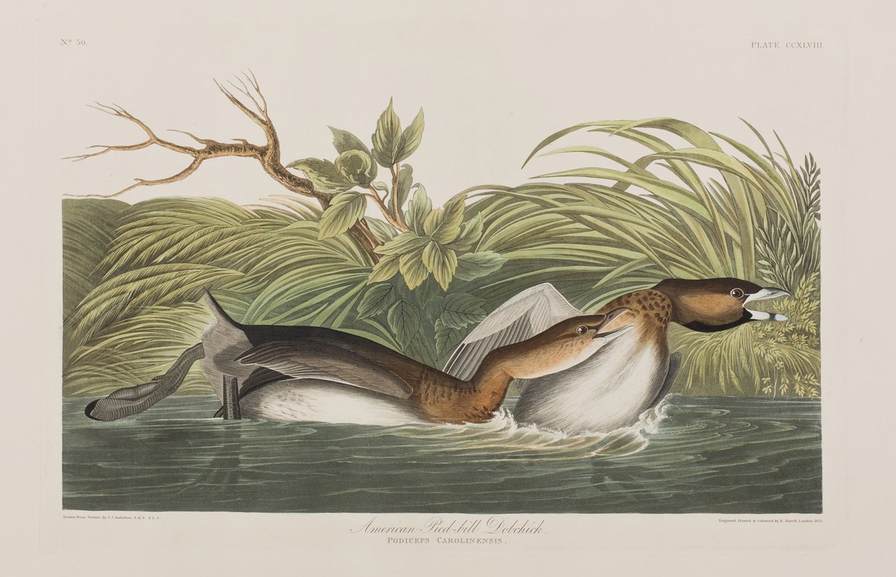 Illustrasjon fra 'Birds of America' av John James Audubon