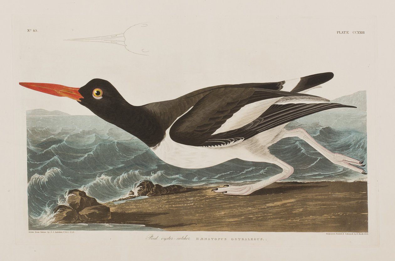 Illustrasjon fra 'Birds of America' av John James Audubon