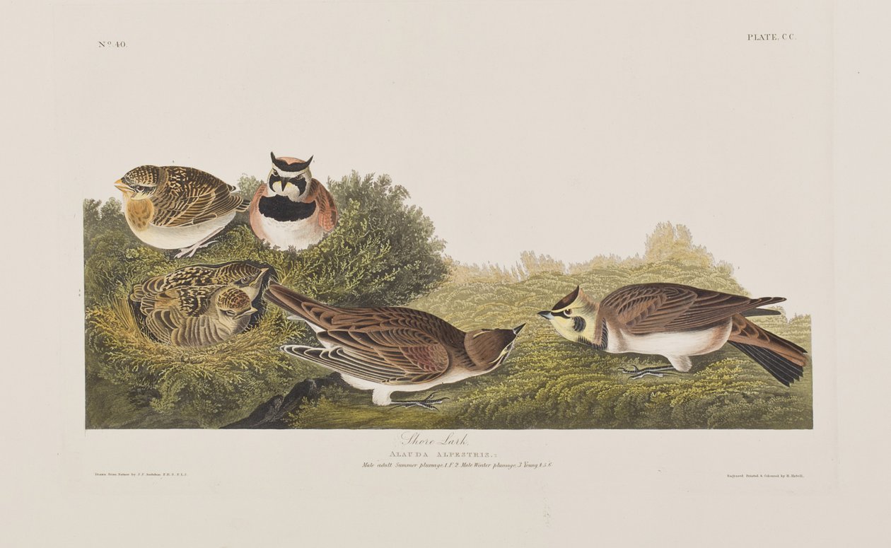 Illustrasjon fra 'Birds of America' av John James Audubon