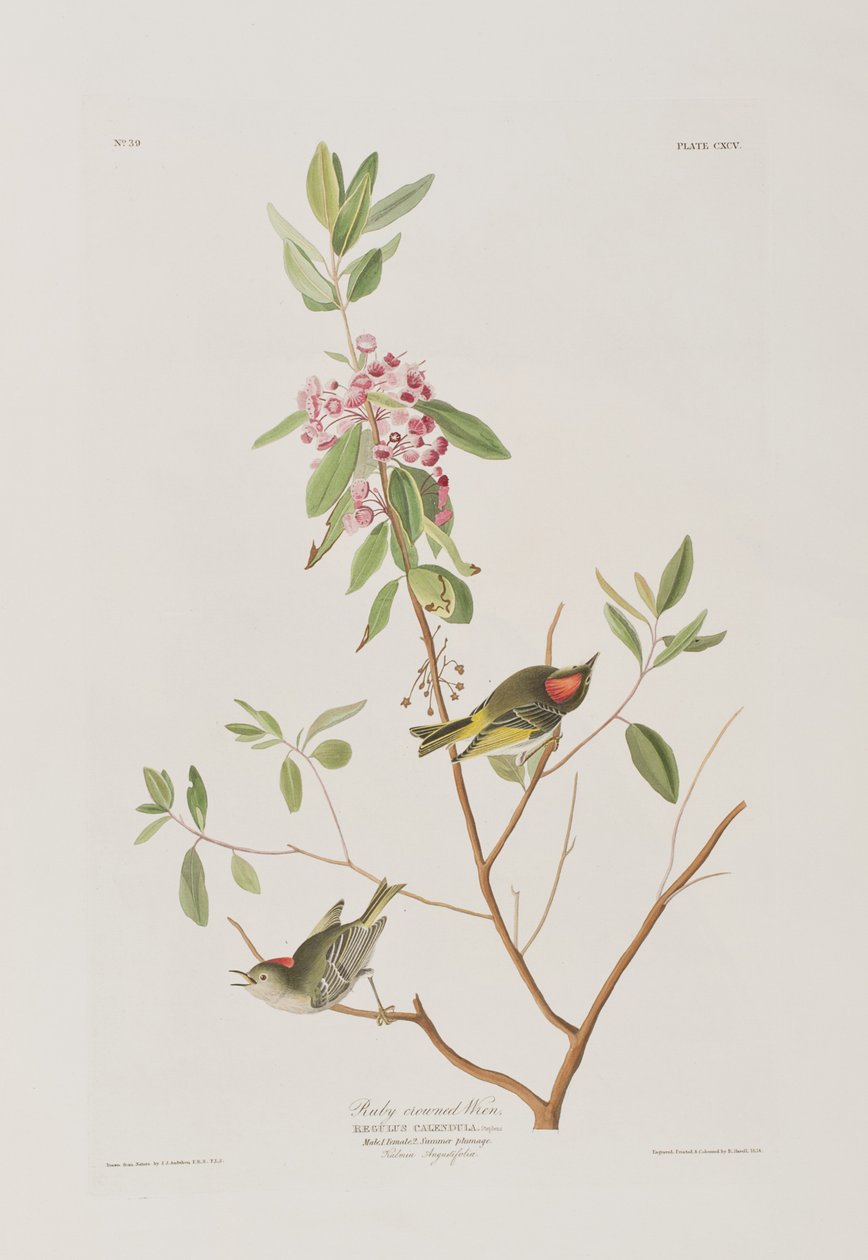Illustrasjon fra 'Birds of America' av John James Audubon