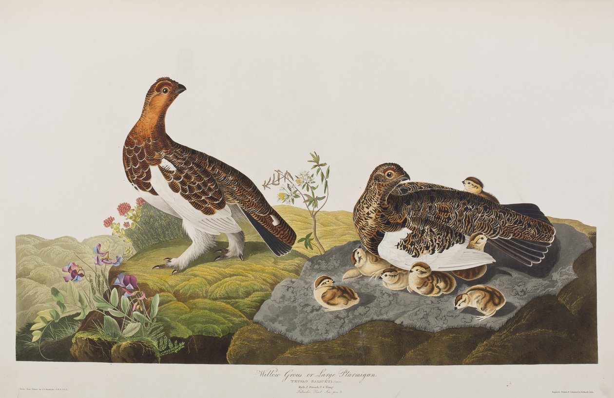 Illustrasjon fra 'Birds of America' av John James Audubon