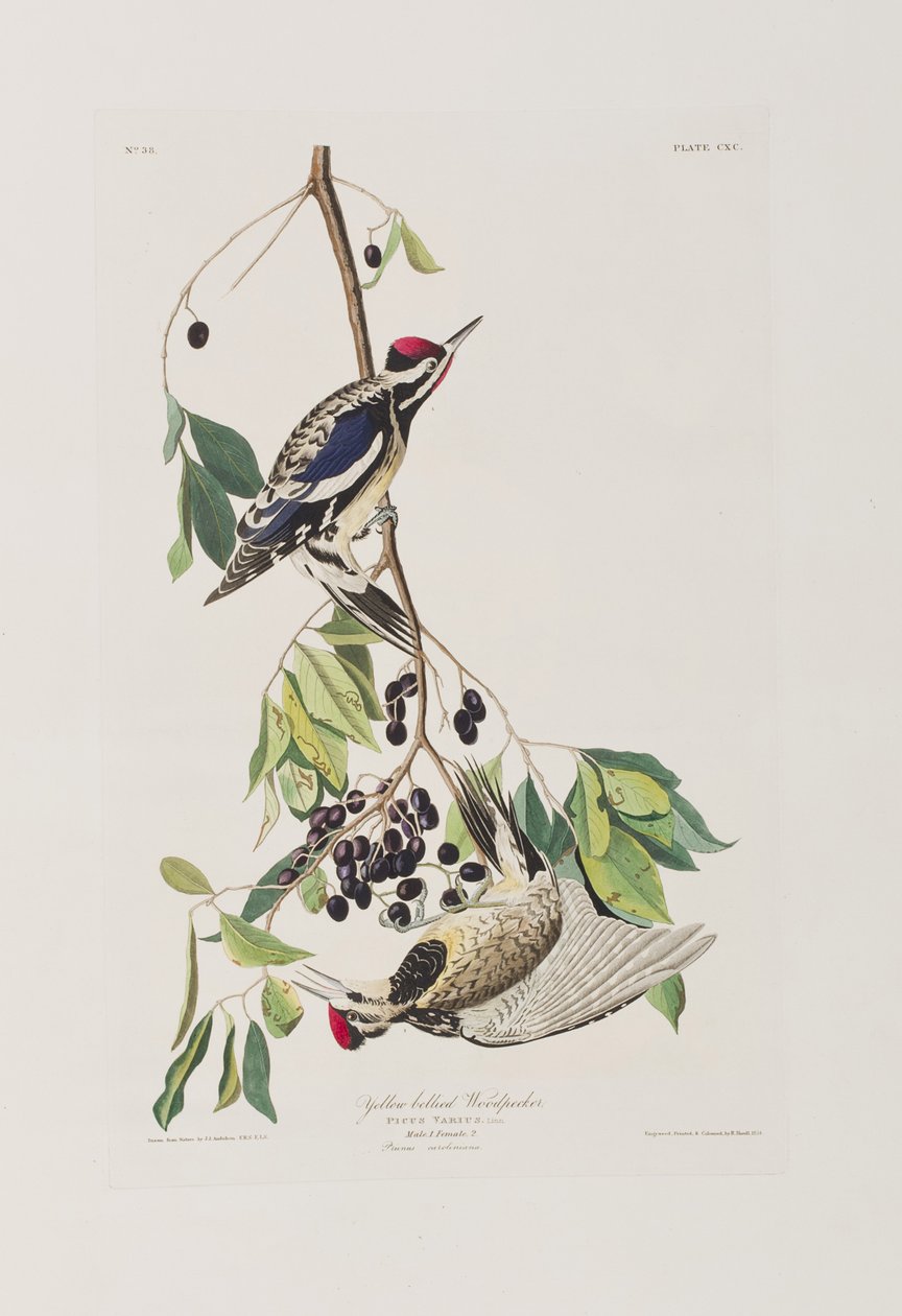 Illustrasjon fra 'Birds of America' av John James Audubon