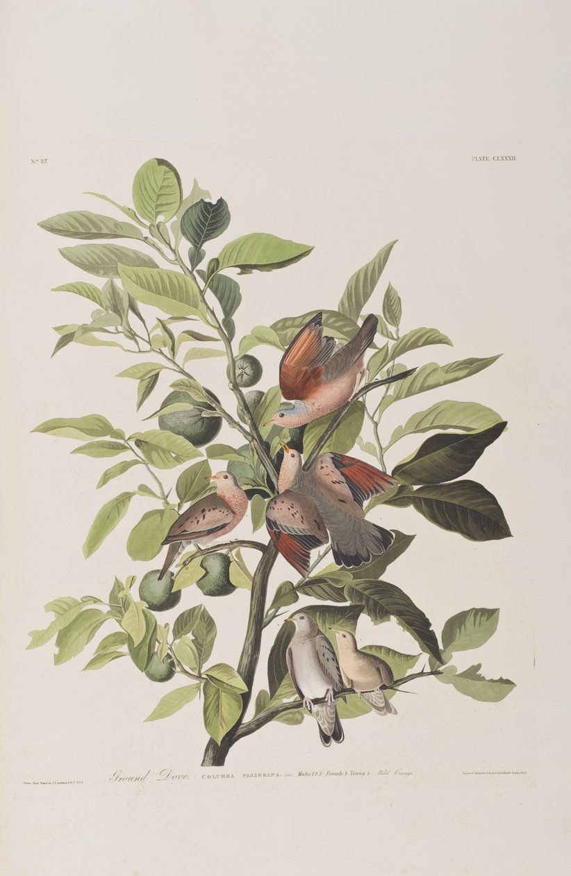 Illustrasjon fra 'Birds of America' av John James Audubon