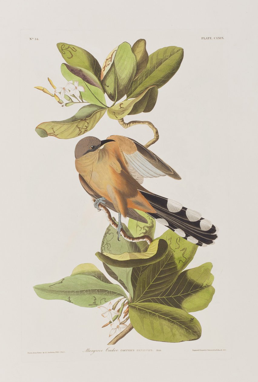 Illustrasjon fra 'Birds of America' av John James Audubon