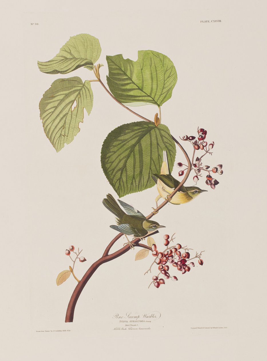 Illustrasjon fra 'Birds of America' av John James Audubon