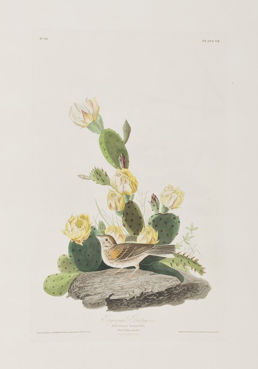 Illustrasjon fra 'Birds of America' av John James Audubon