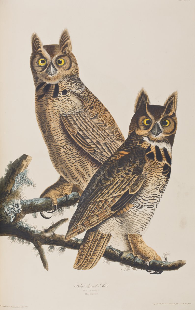 Illustrasjon fra 'Birds of America' av John James Audubon