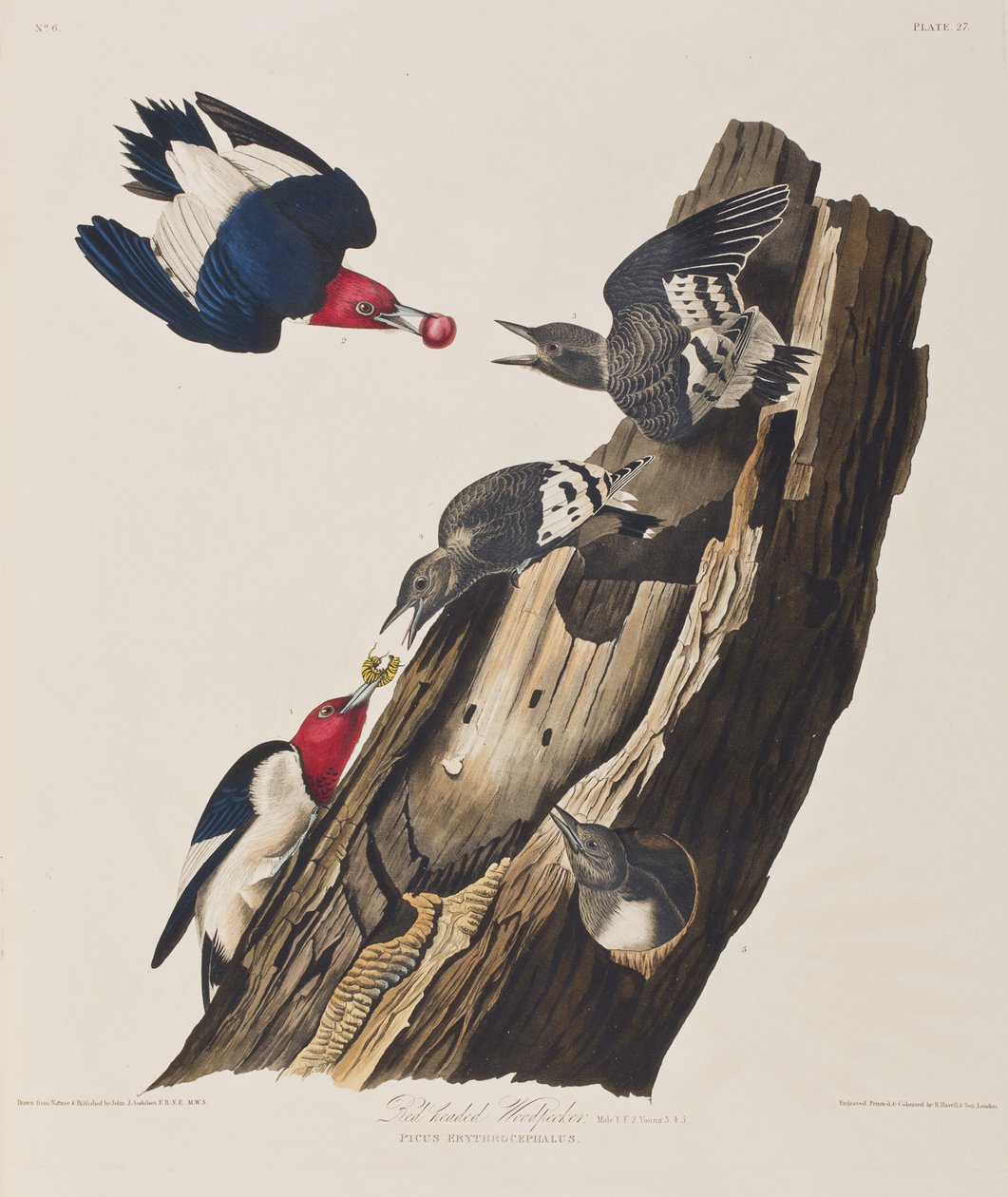 Illustrasjon fra 'Birds of America' av John James Audubon