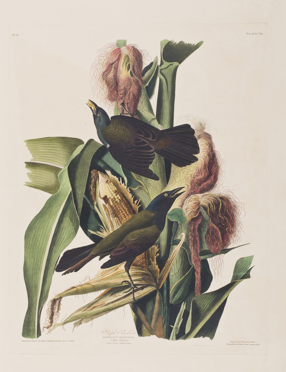 Illustrasjon fra 'Birds of America' av John James Audubon