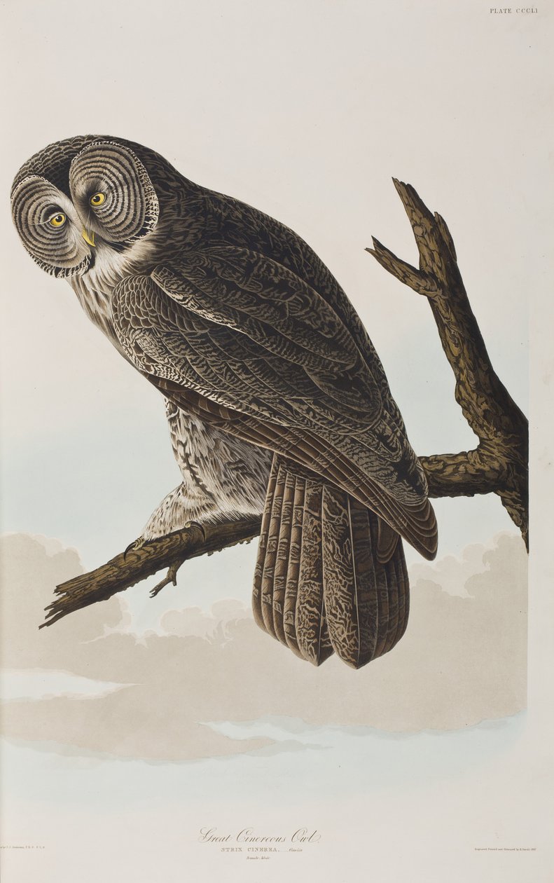 Illustrasjon fra 'Birds of America' av John James Audubon