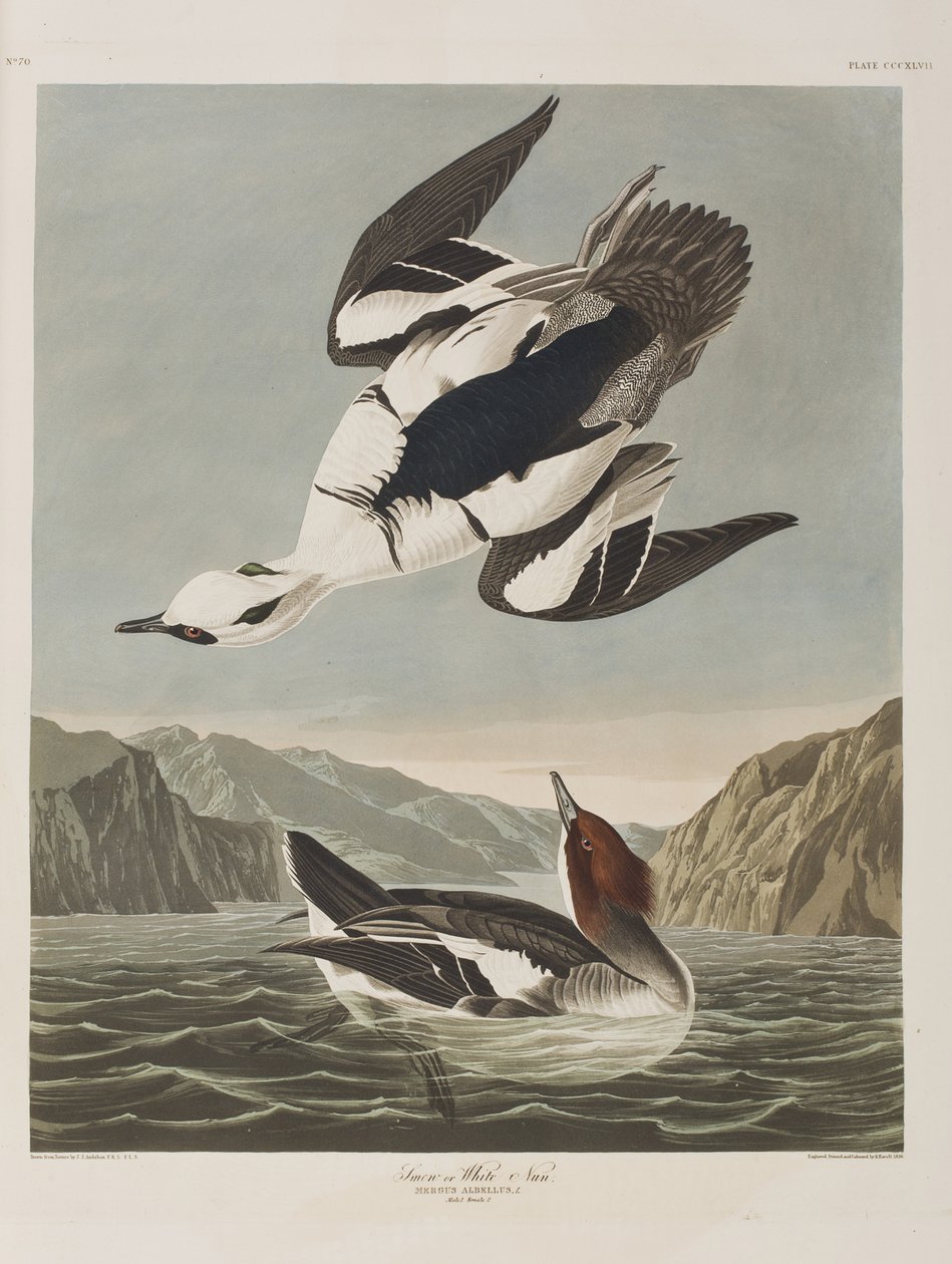 Illustrasjon fra 'Birds of America' av John James Audubon