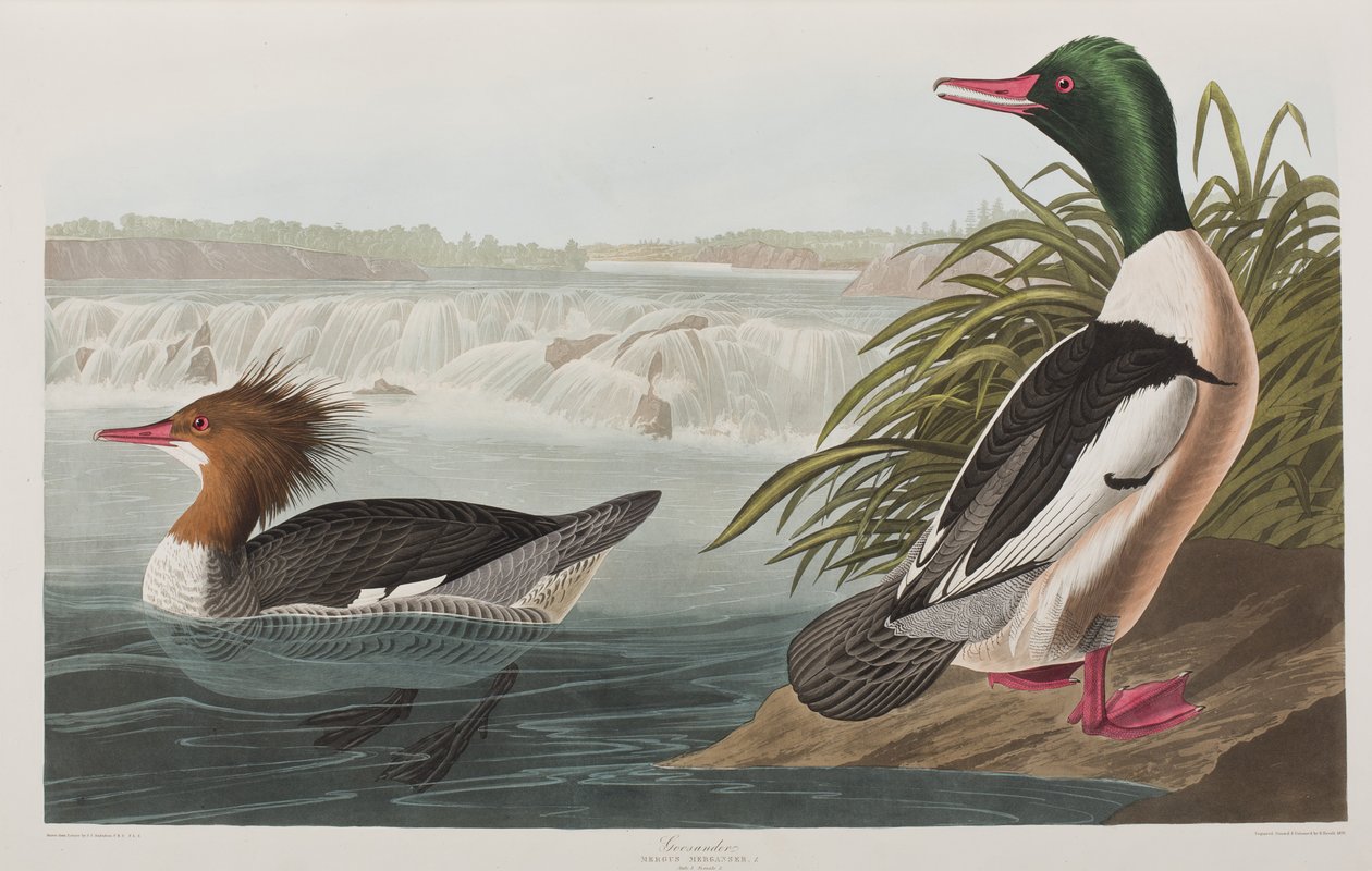 Illustrasjon fra 'Birds of America' av John James Audubon