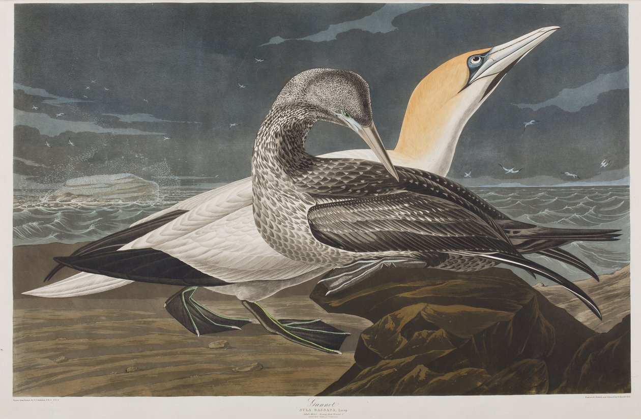 Illustrasjon fra 'Birds of America' av John James Audubon