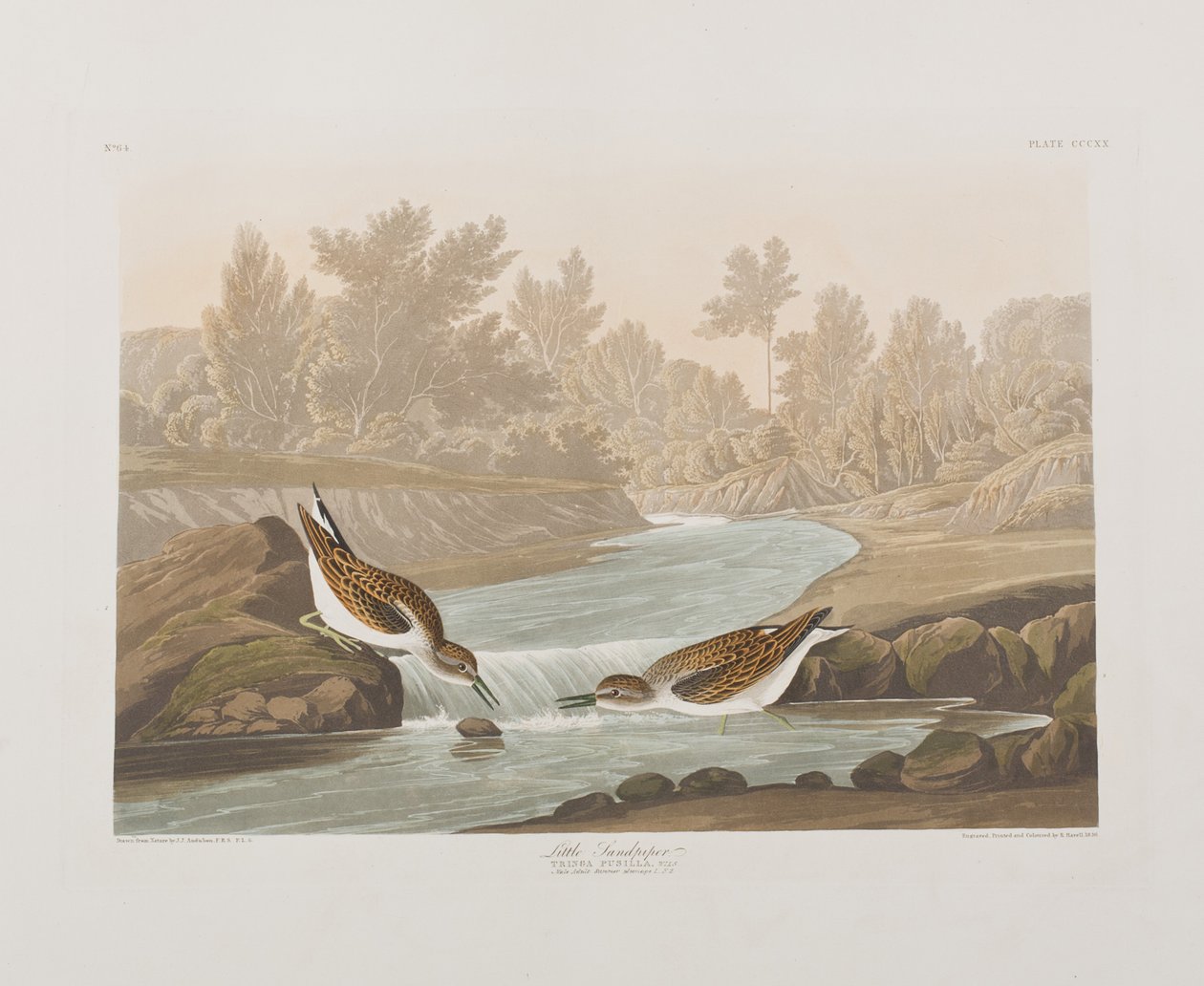 Illustrasjon fra 'Birds of America' av John James Audubon