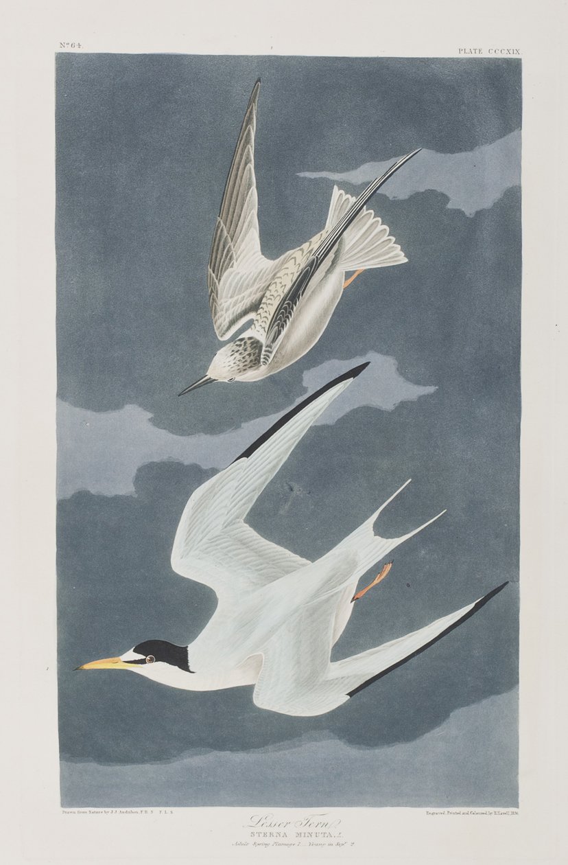 Illustrasjon fra 'Birds of America' av John James Audubon