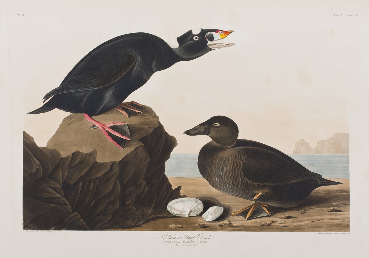 Illustrasjon fra 'Birds of America' av John James Audubon